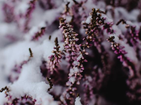 Lavender covered in snow. Photo by Eva Elijas.