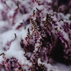 Lavender covered in snow. Photo by Eva Elijas.